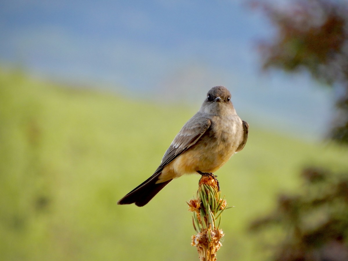 Say's Phoebe - Bliss Bonner