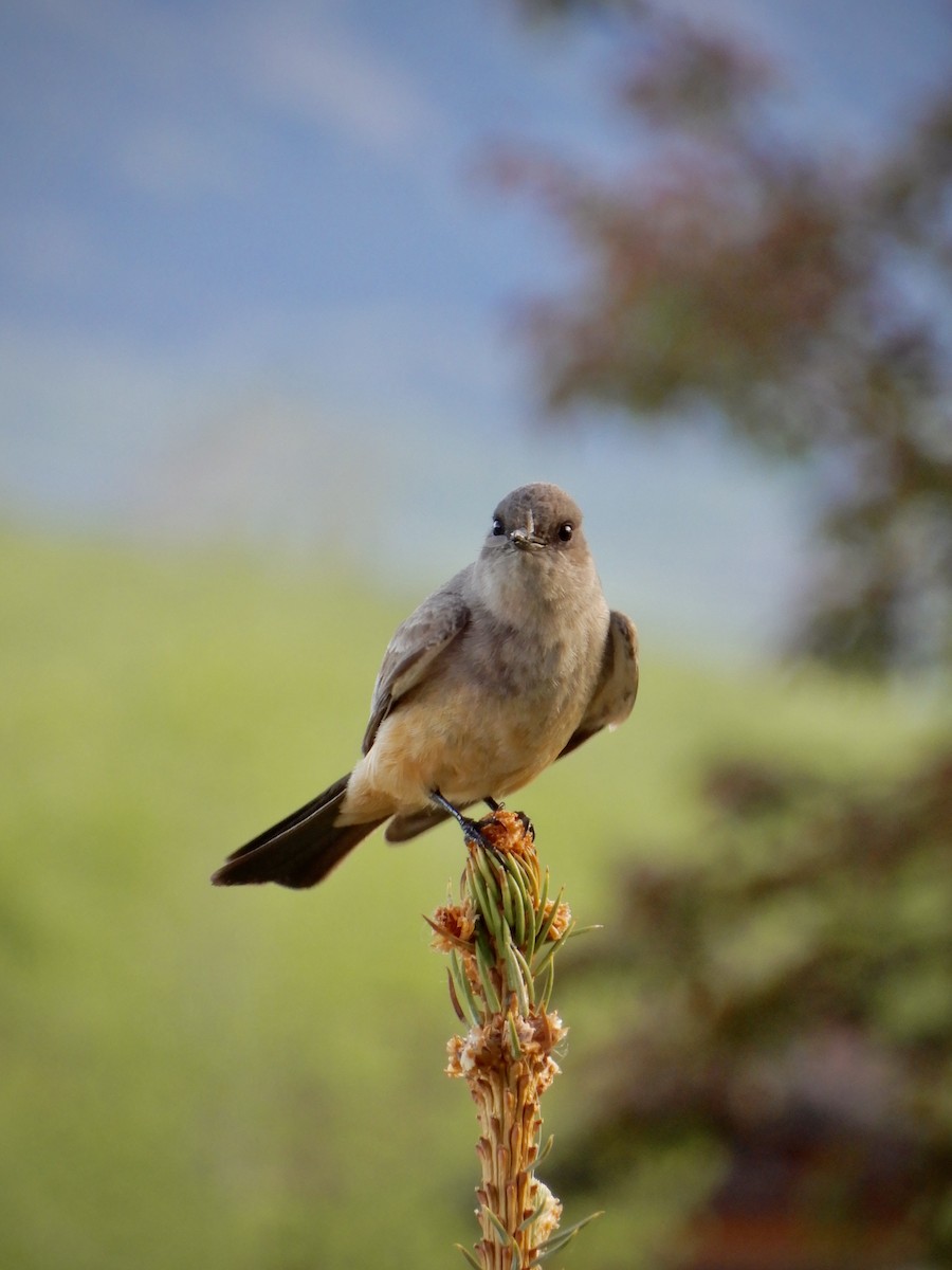 Say's Phoebe - ML620605284