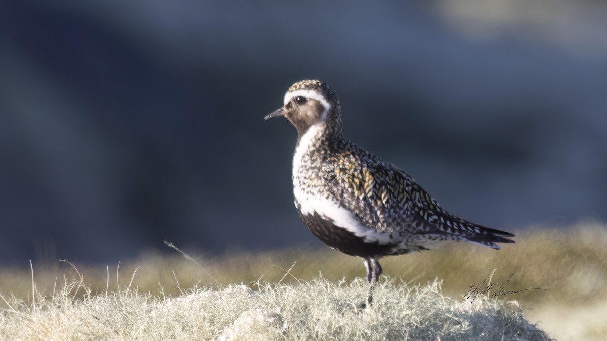 European Golden-Plover - ML620605287