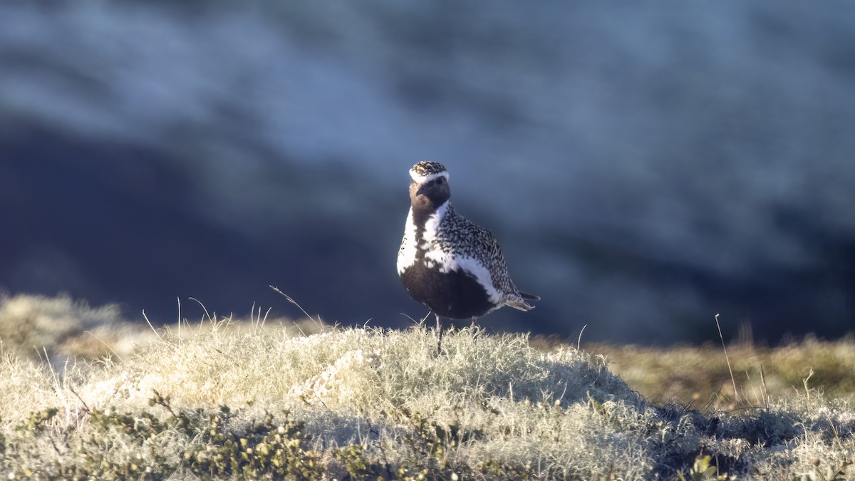 European Golden-Plover - ML620605288