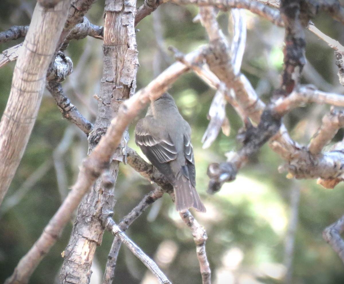 Western Wood-Pewee - Michael Long