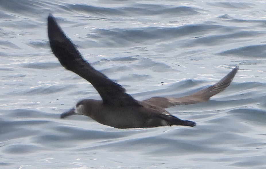 albatros černonohý - ML620605292
