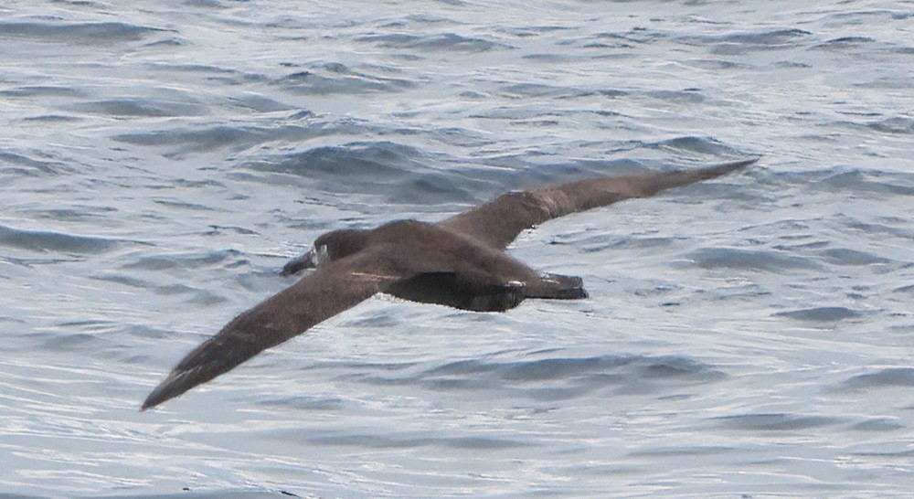 albatros černonohý - ML620605293