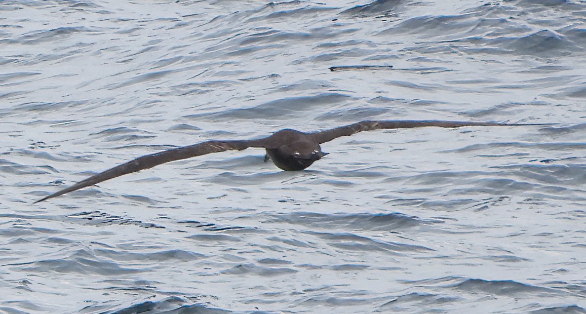 Black-footed Albatross - ML620605294