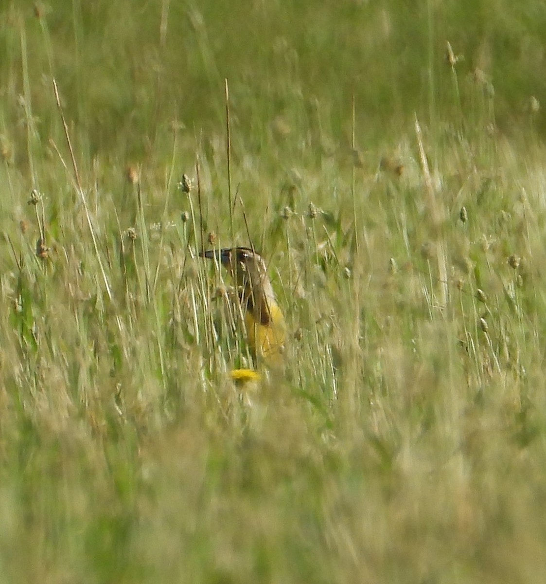 Eastern Meadowlark - ML620605297