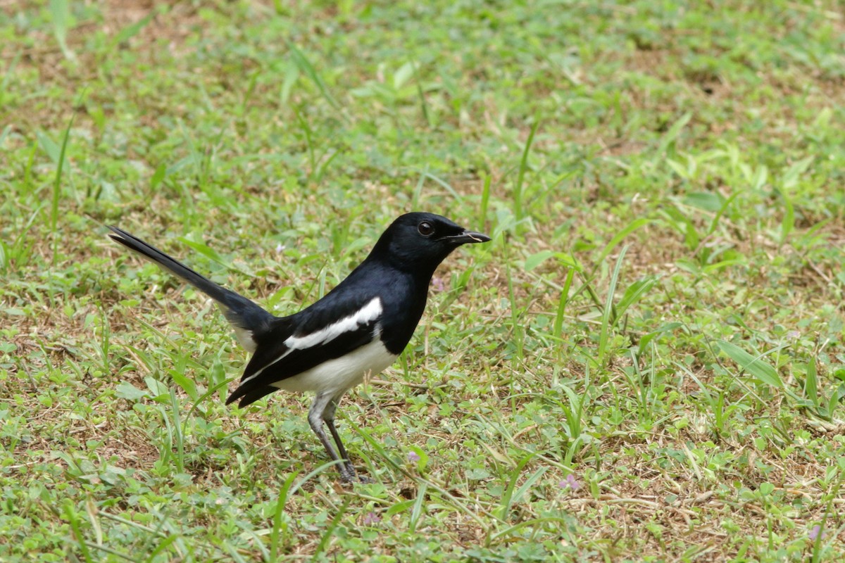 Oriental Magpie-Robin - Andrey Mikhaylov