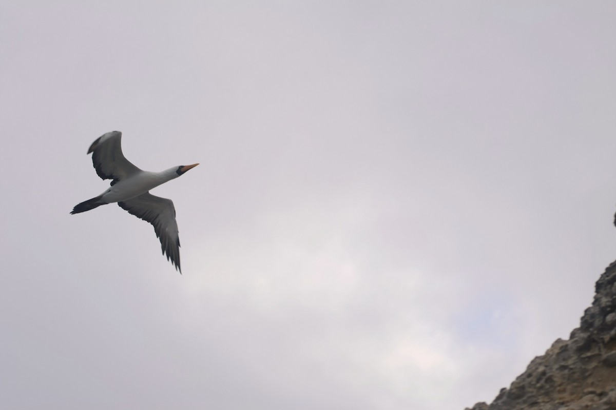 Nazca Booby - ML620605301