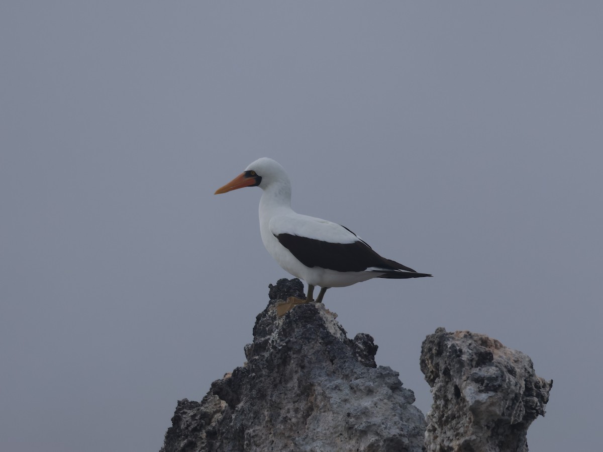 Nazca Booby - ML620605302