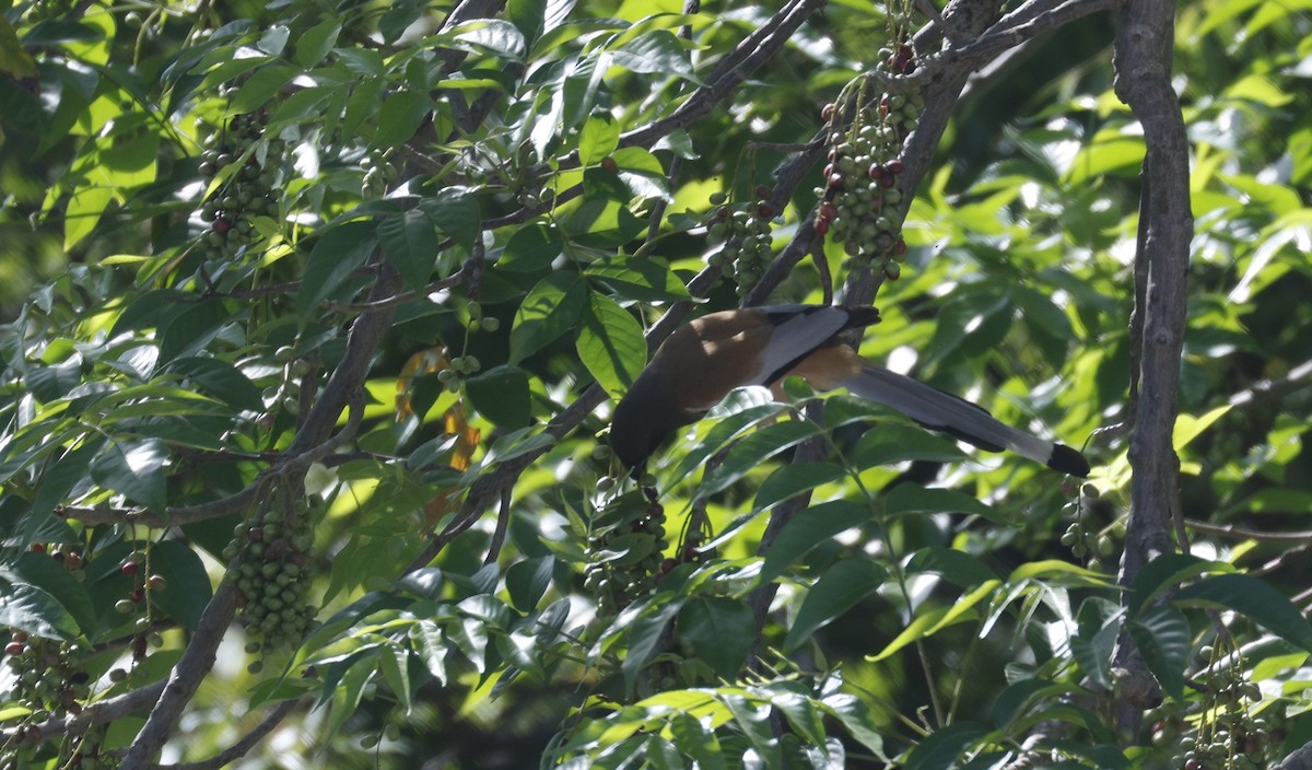 Rufous Treepie - ML620605306