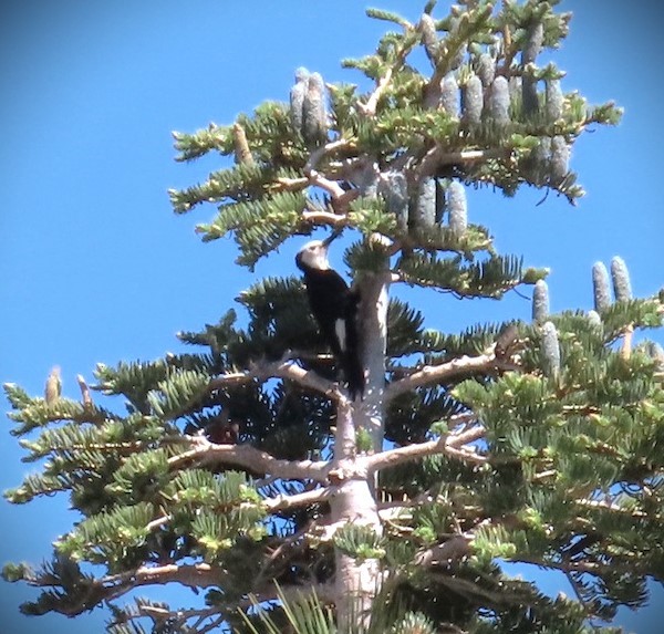 White-headed Woodpecker - ML620605307