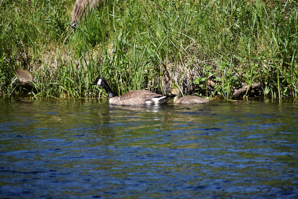 Canada Goose - ML620605308