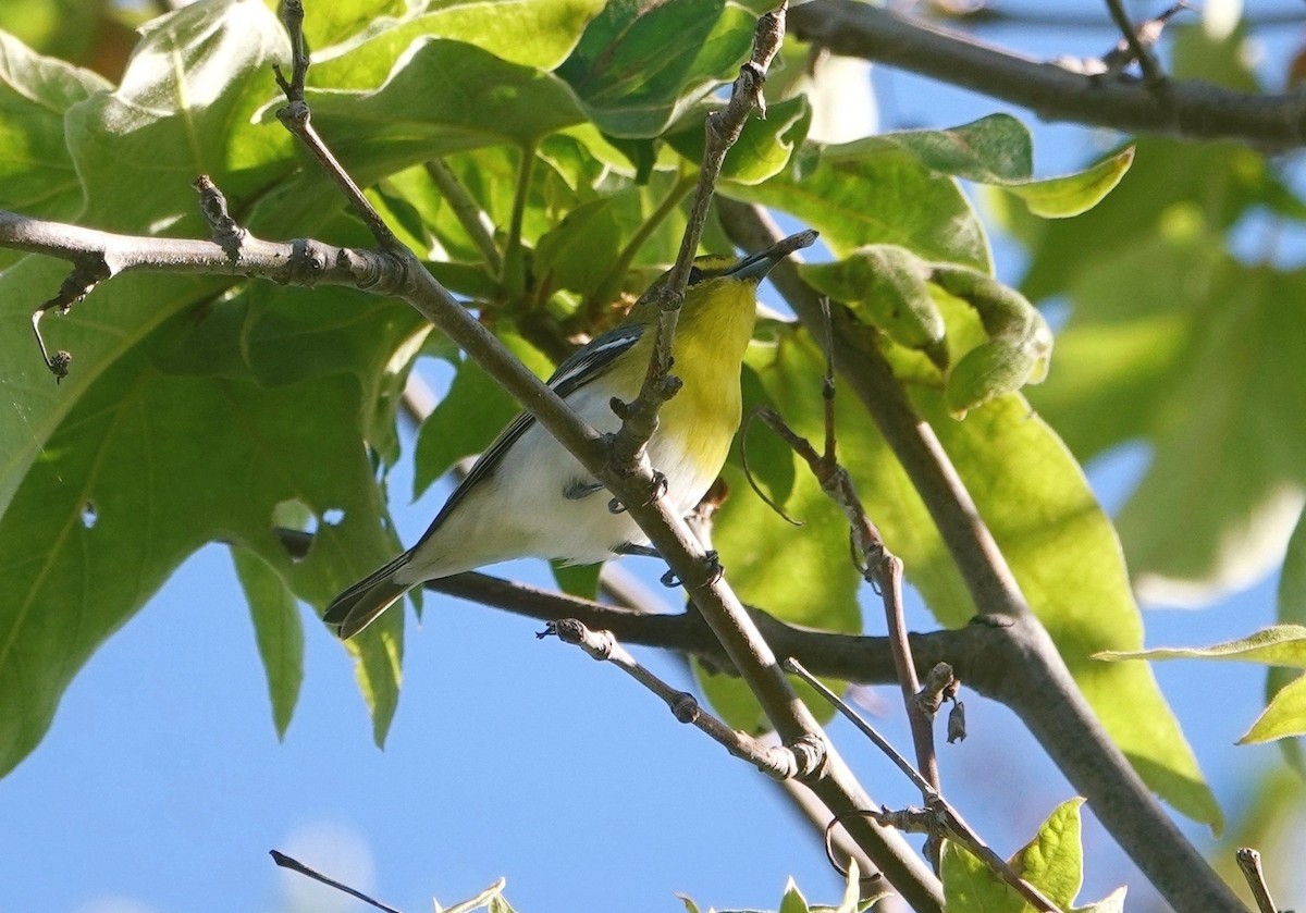 Yellow-throated Vireo - ML620605315