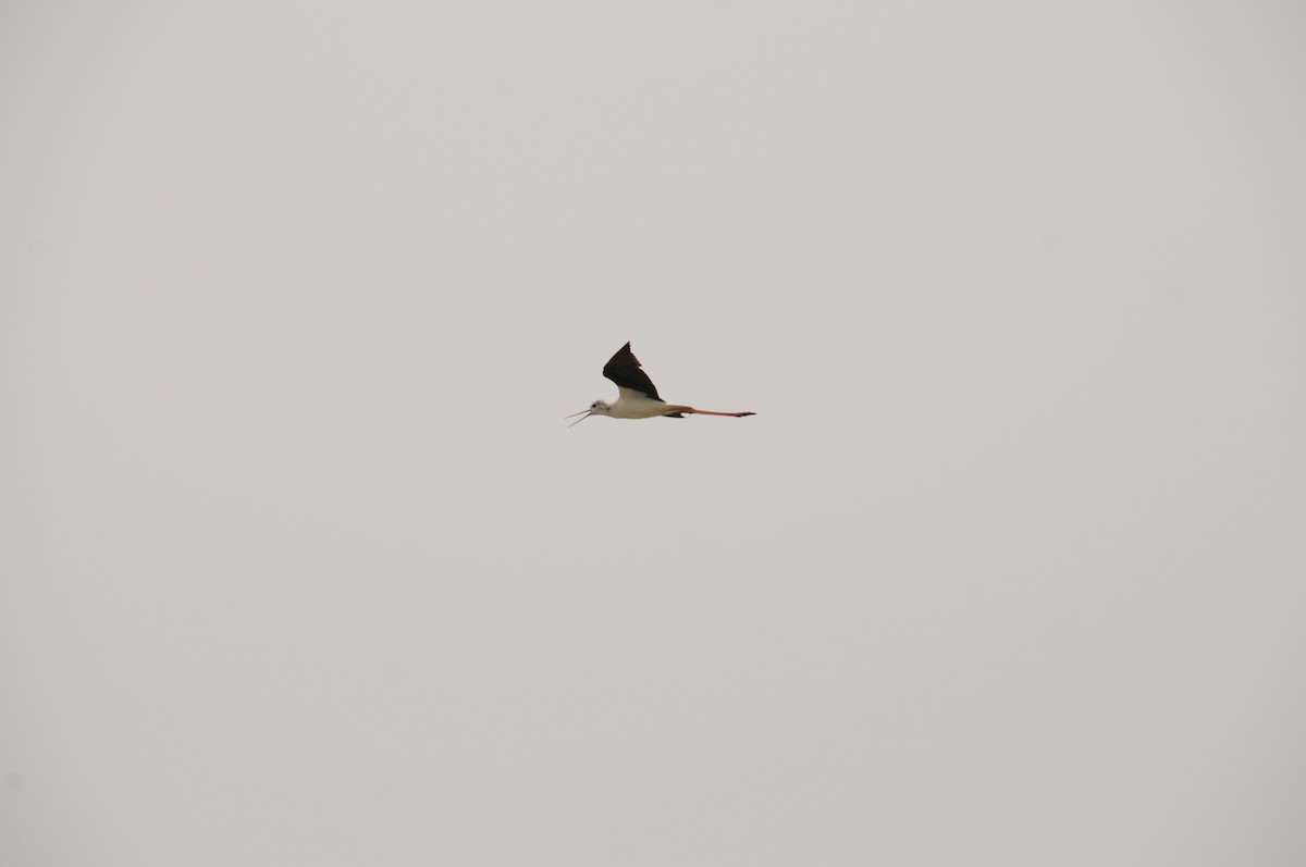 Black-winged Stilt - ML620605319