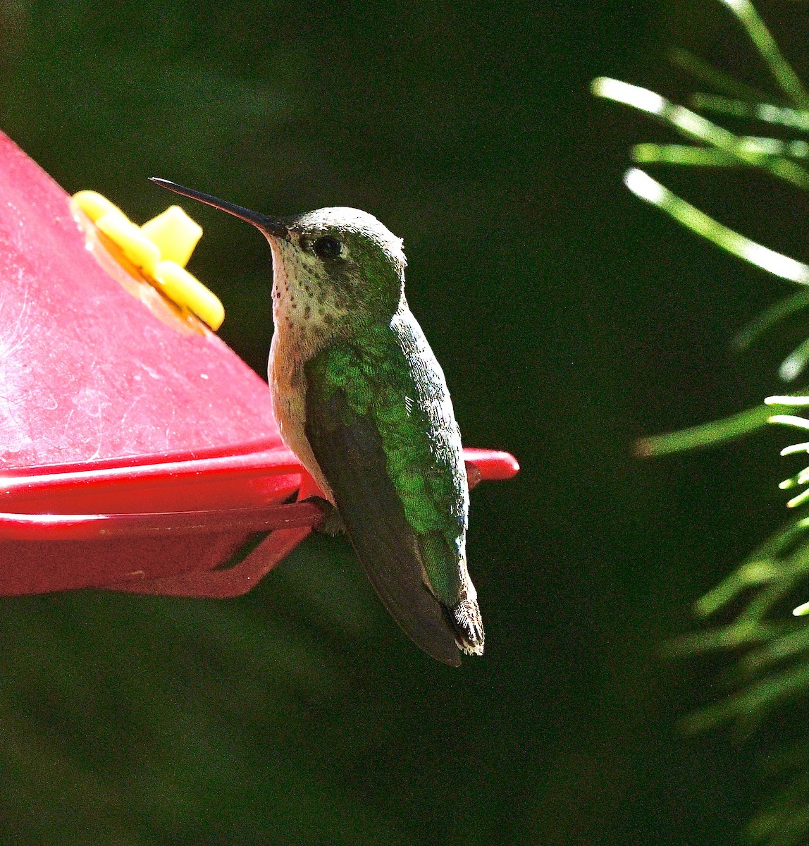 Calliope Hummingbird - ML620605320