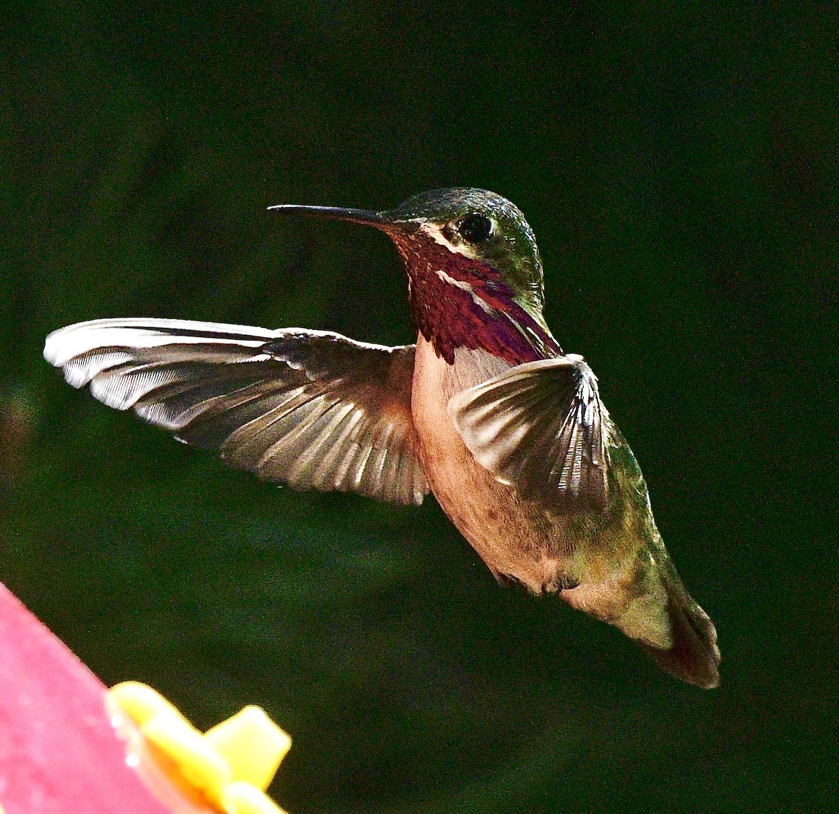 Calliope Hummingbird - ML620605322