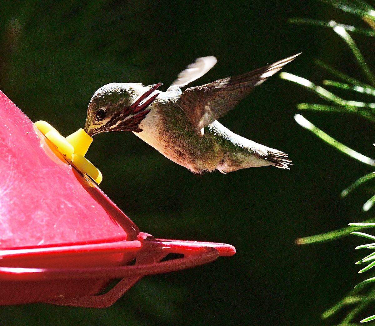 Calliope Hummingbird - ML620605324