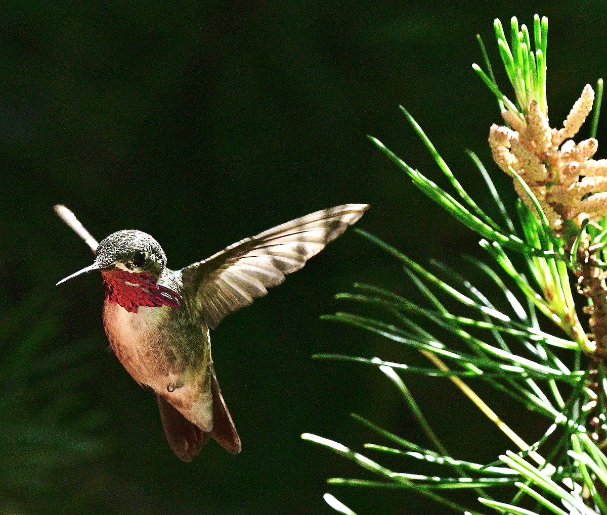 Calliope Hummingbird - ML620605326