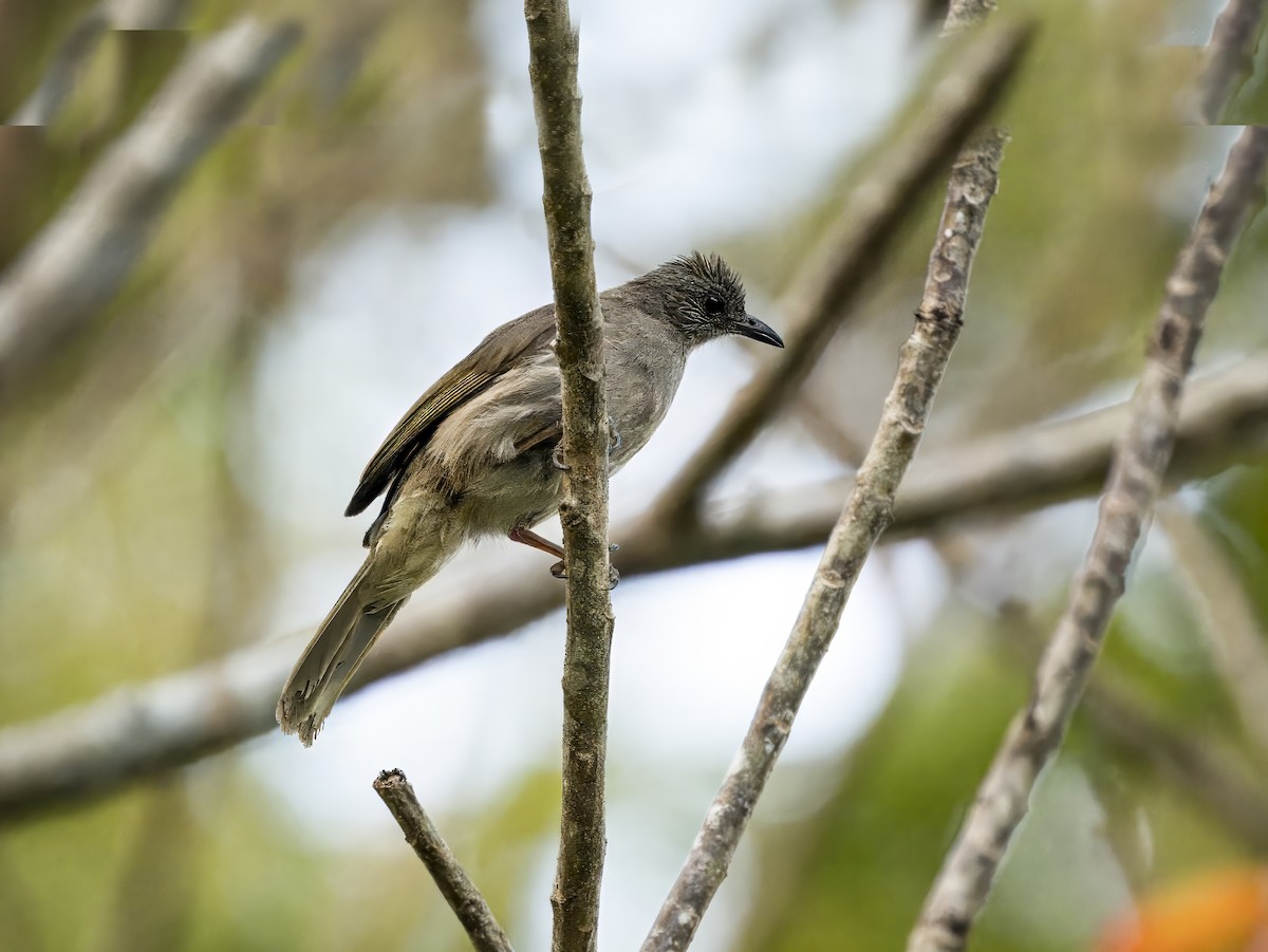 Ashy-fronted Bulbul - ML620605327