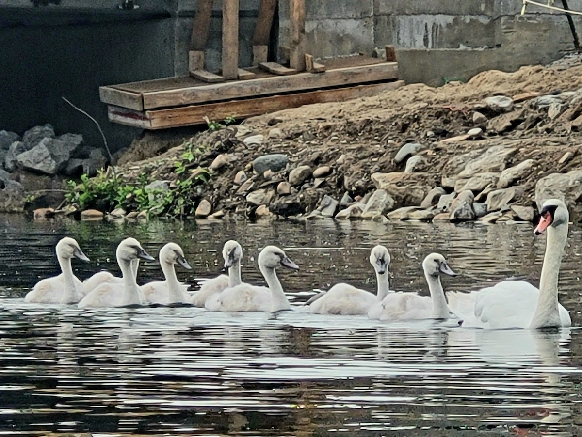 Mute Swan - ML620605329