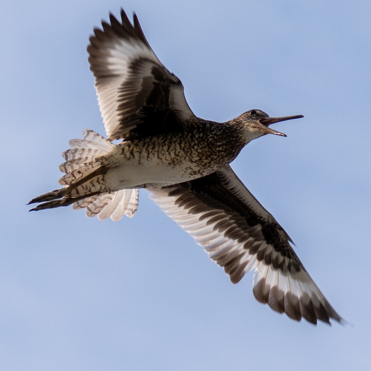 Willet (Eastern) - ML620605330