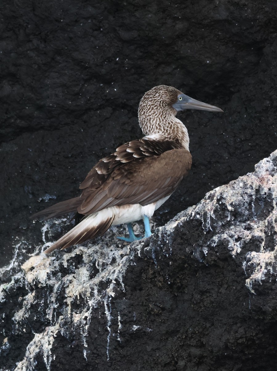 Blue-footed Booby - ML620605332
