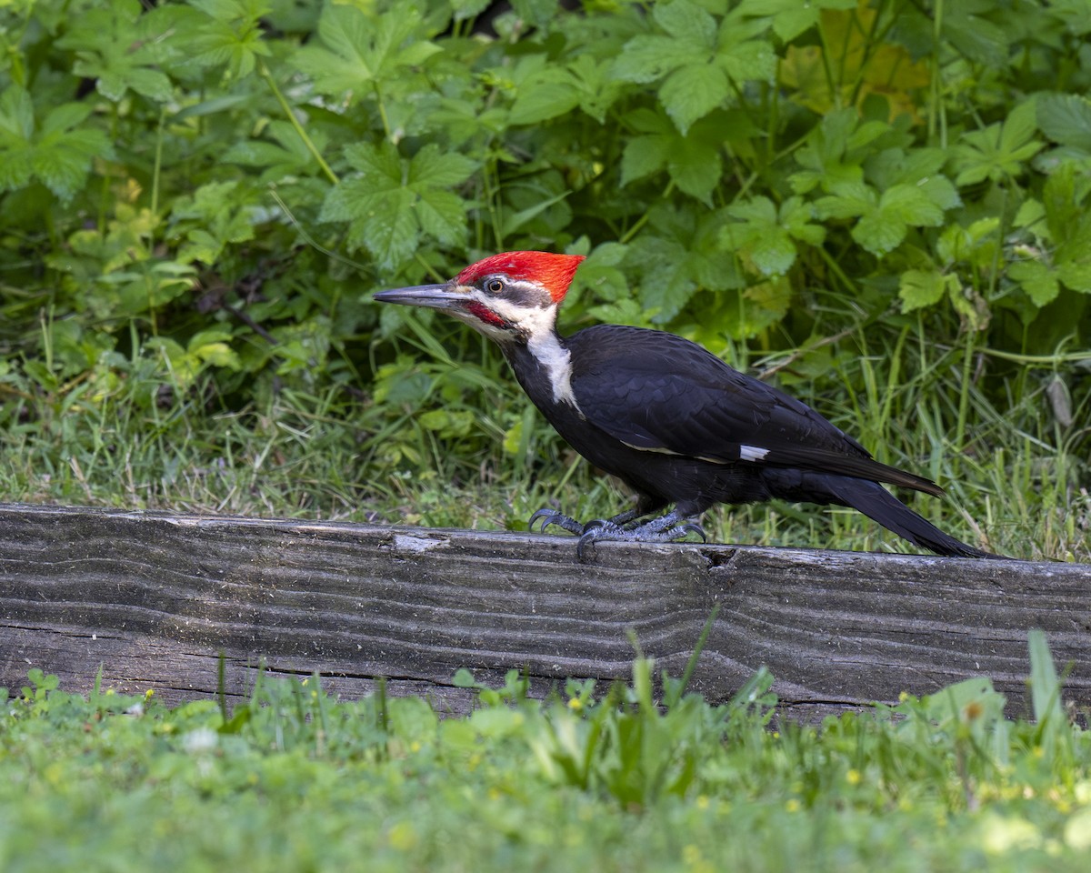 Pileated Woodpecker - ML620605335