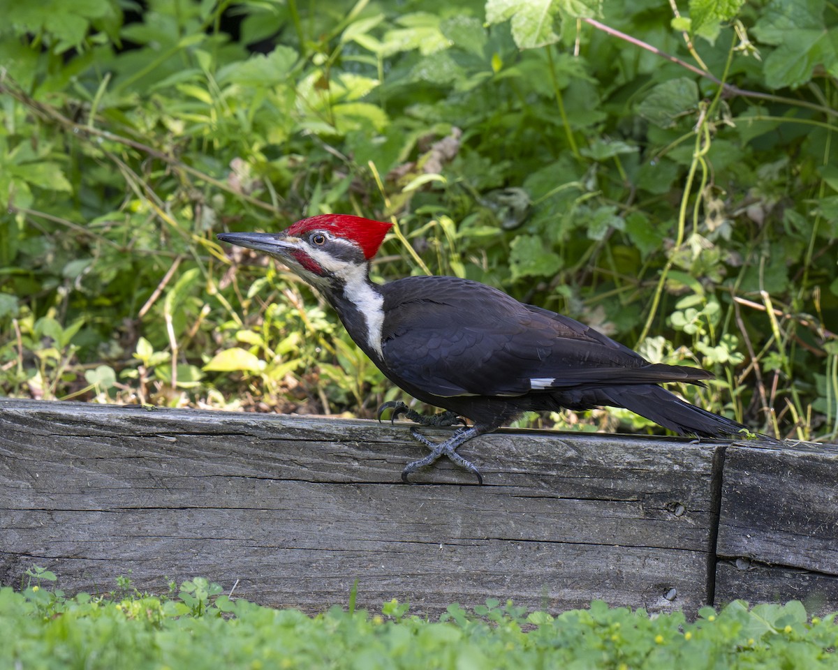 Pileated Woodpecker - ML620605336