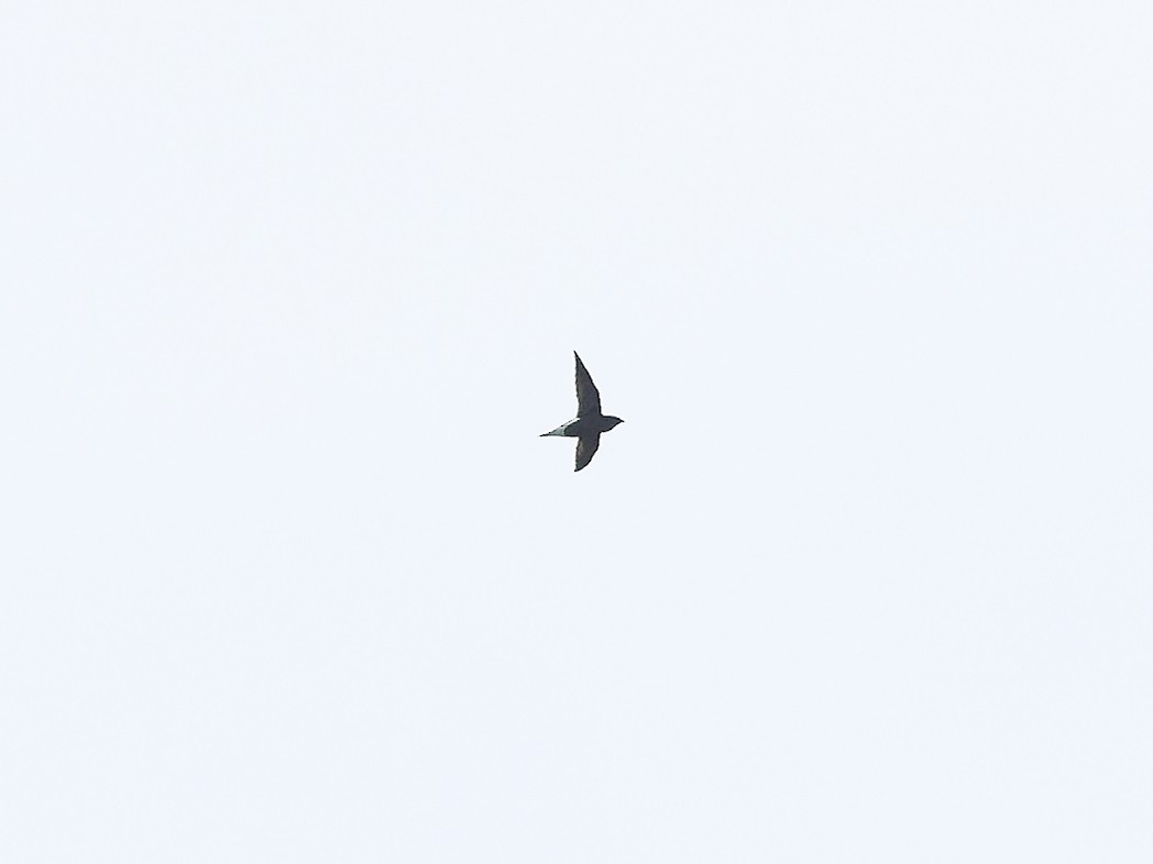 Brown-backed Needletail - ML620605339