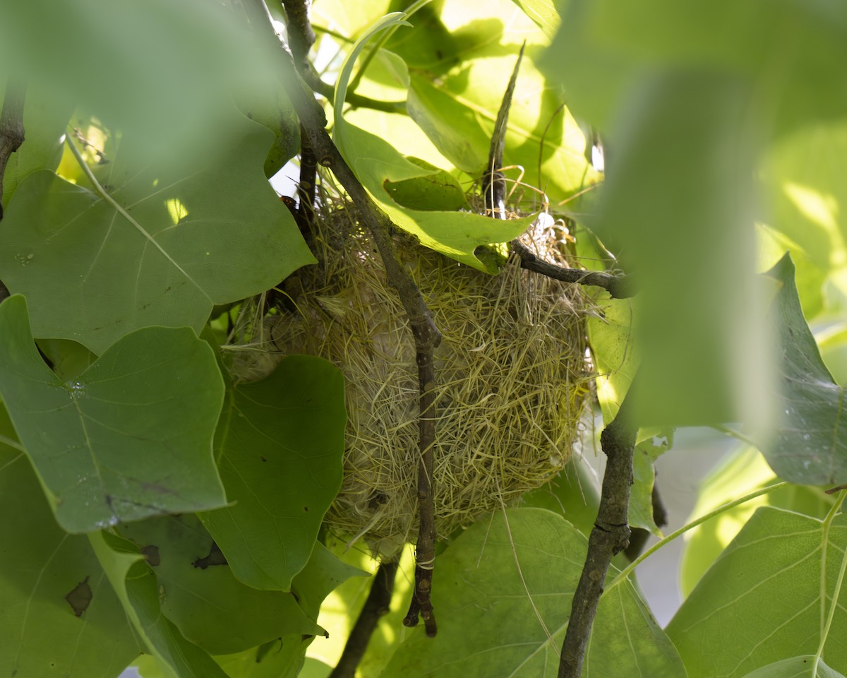 Orchard Oriole - ML620605342