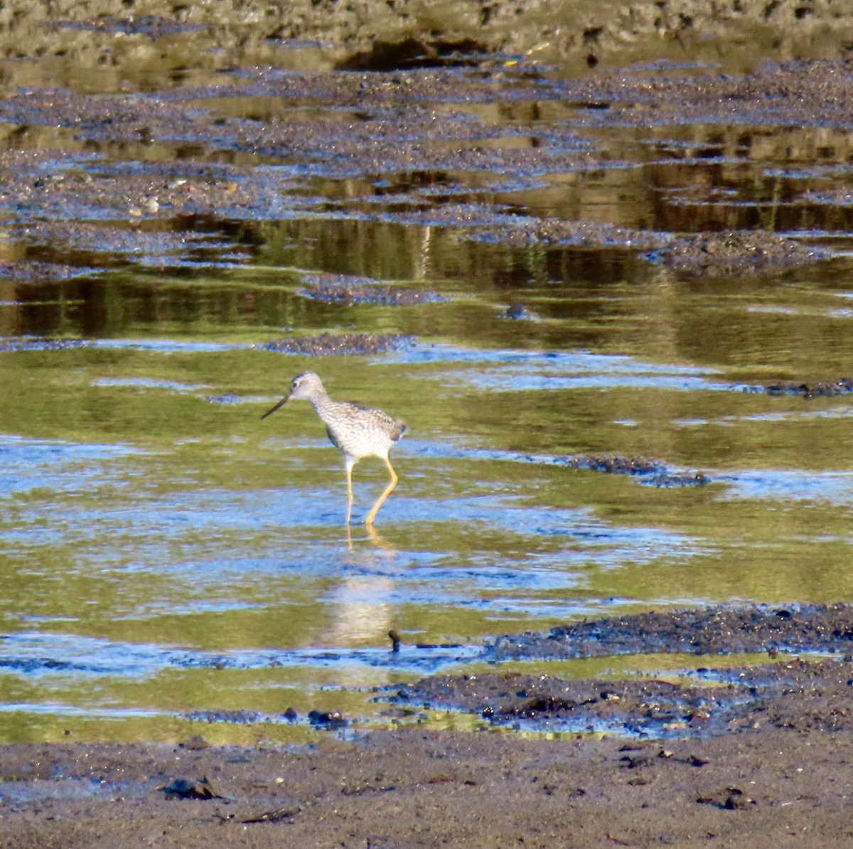 Greater Yellowlegs - ML620605344