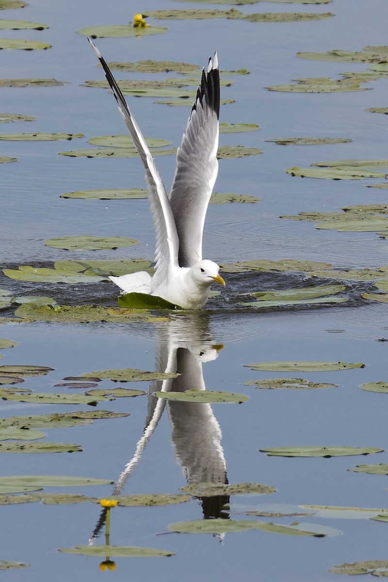 Common Gull - ML620605345