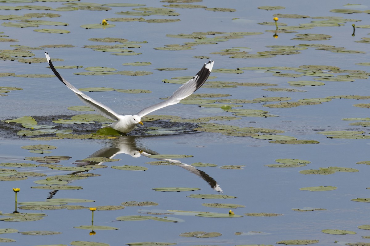 Gaviota Cana - ML620605347