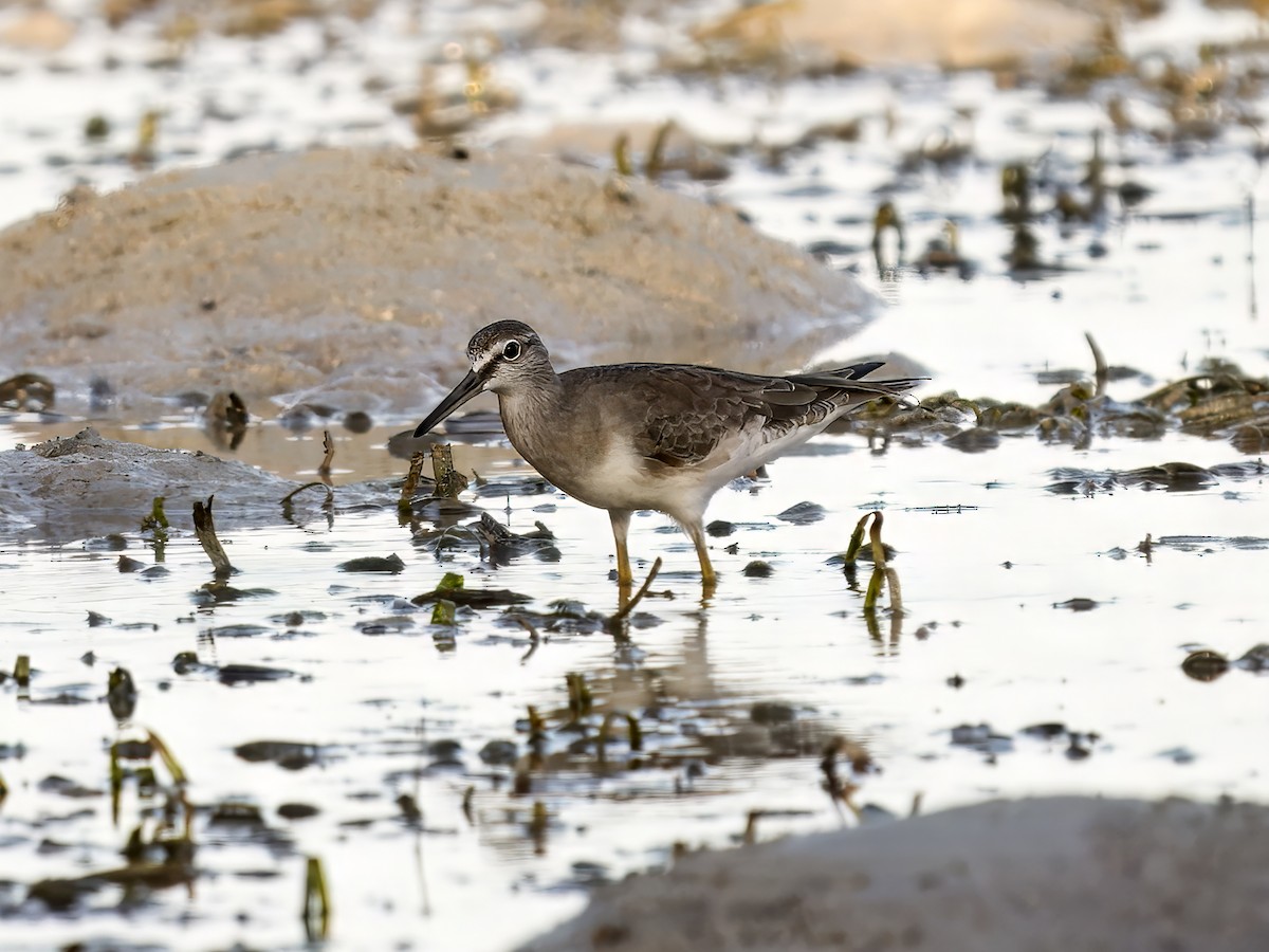 Grauschwanz-Wasserläufer - ML620605348