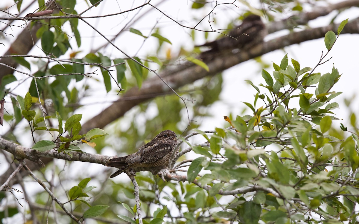 Lesser Nighthawk - ML620605350