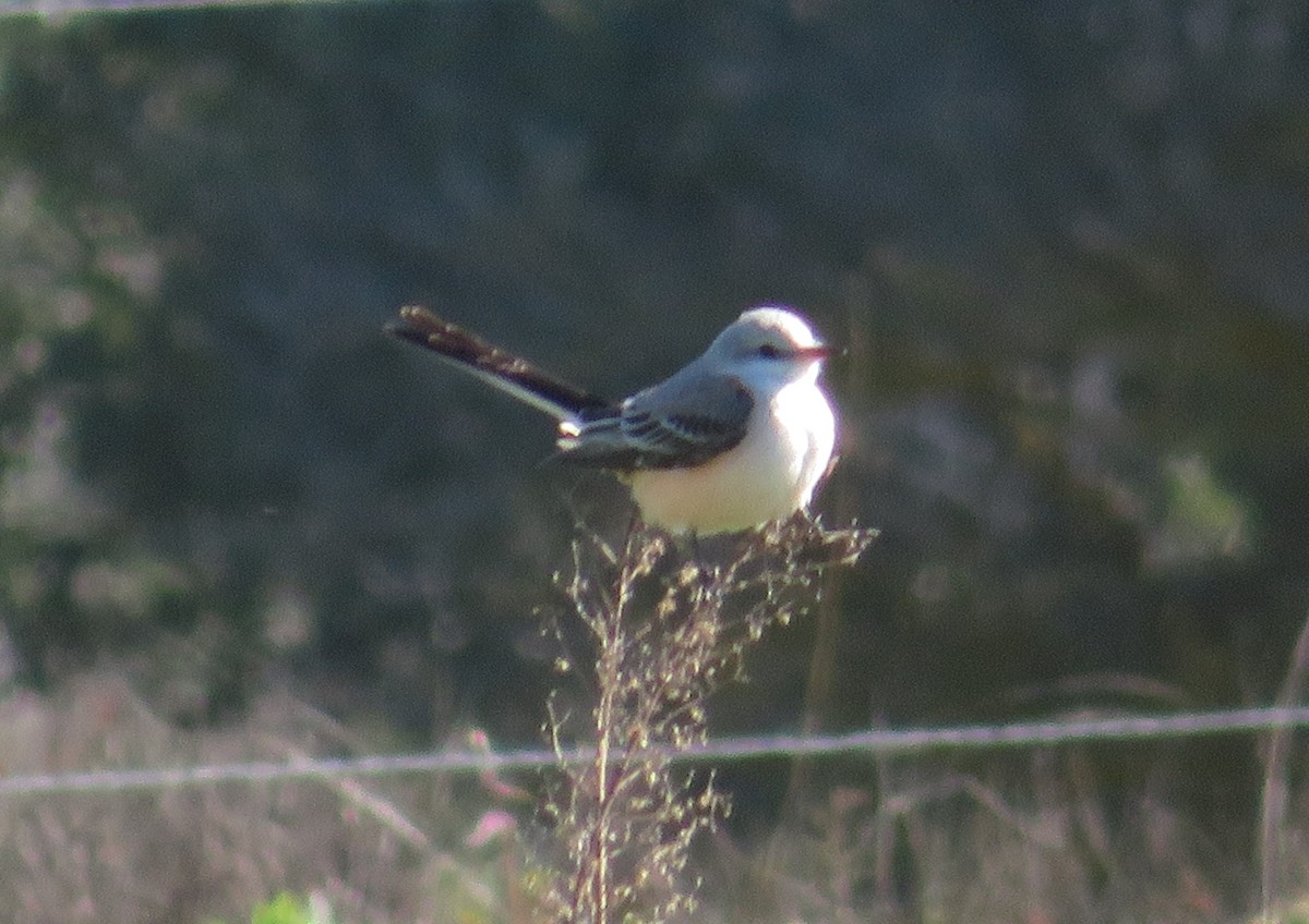 Scissor-tailed Flycatcher - ML620605351