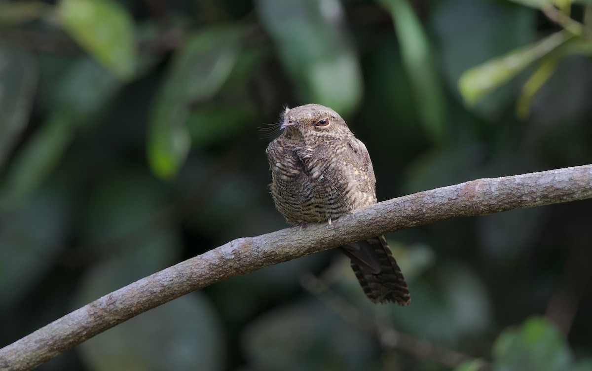 Ladder-tailed Nightjar - ML620605354