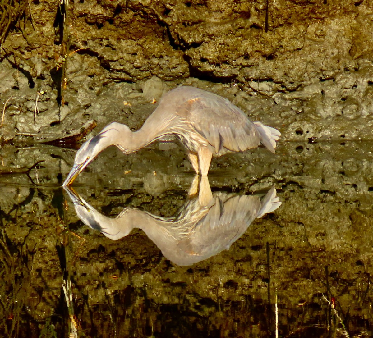 Great Blue Heron - ML620605356