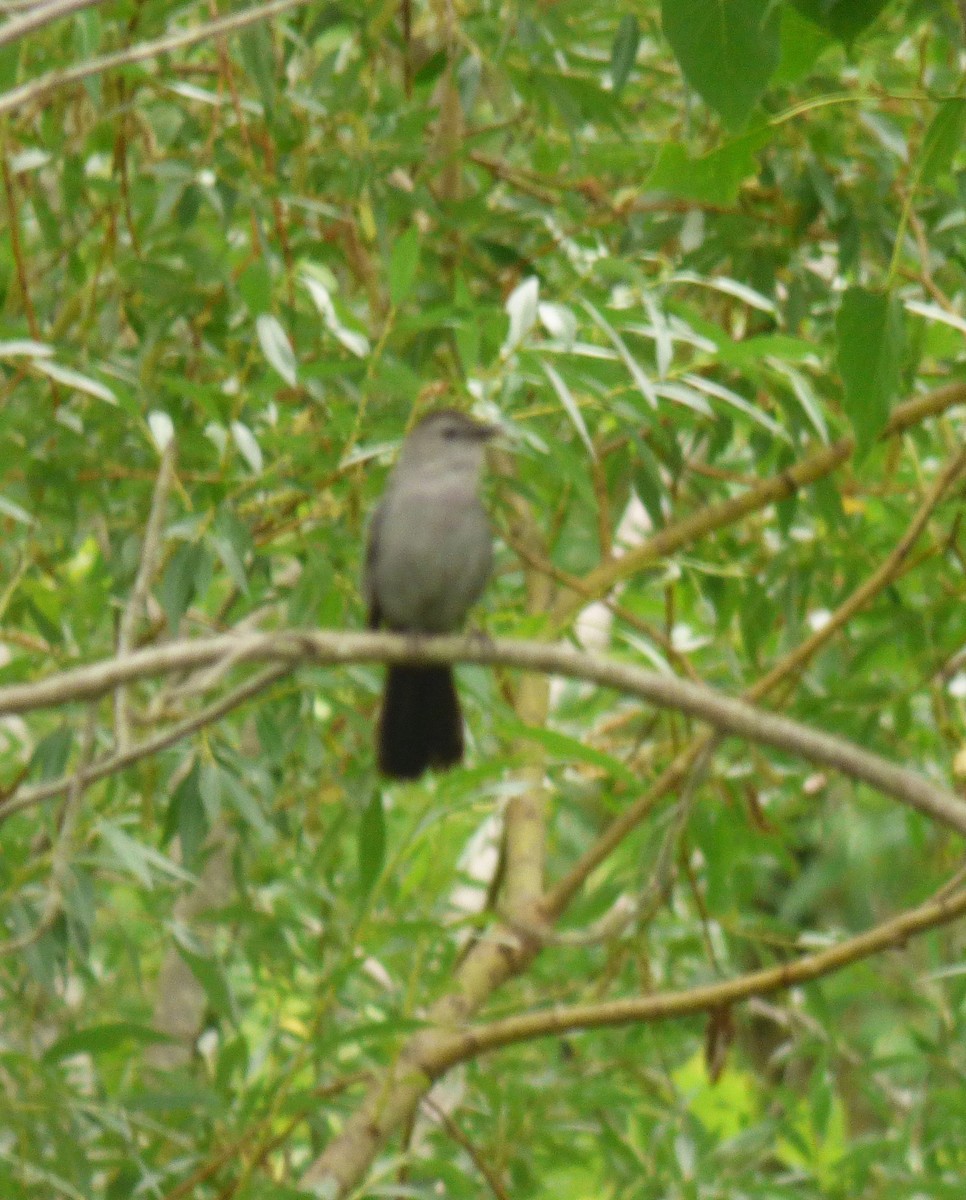 Gray Catbird - ML620605359