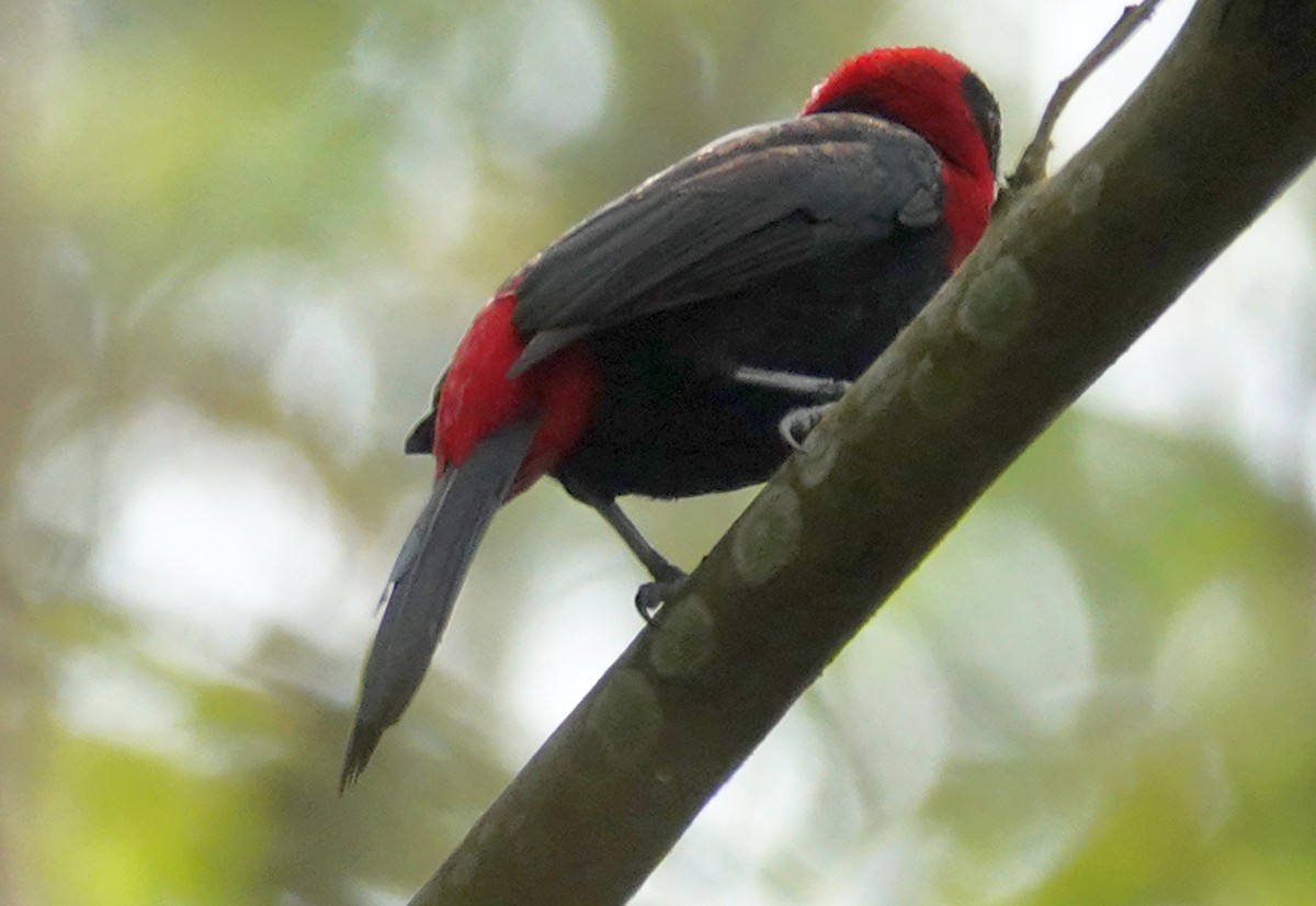 Crimson-collared Tanager - ML620605363