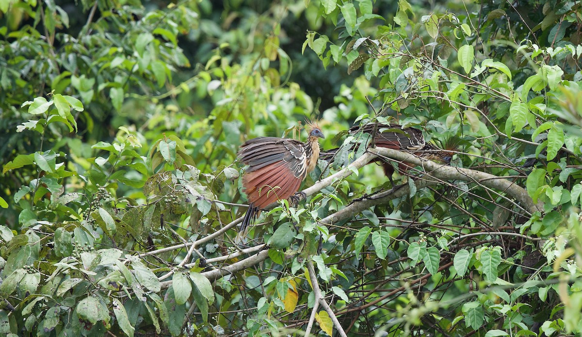 Hoatzin - David Brassington