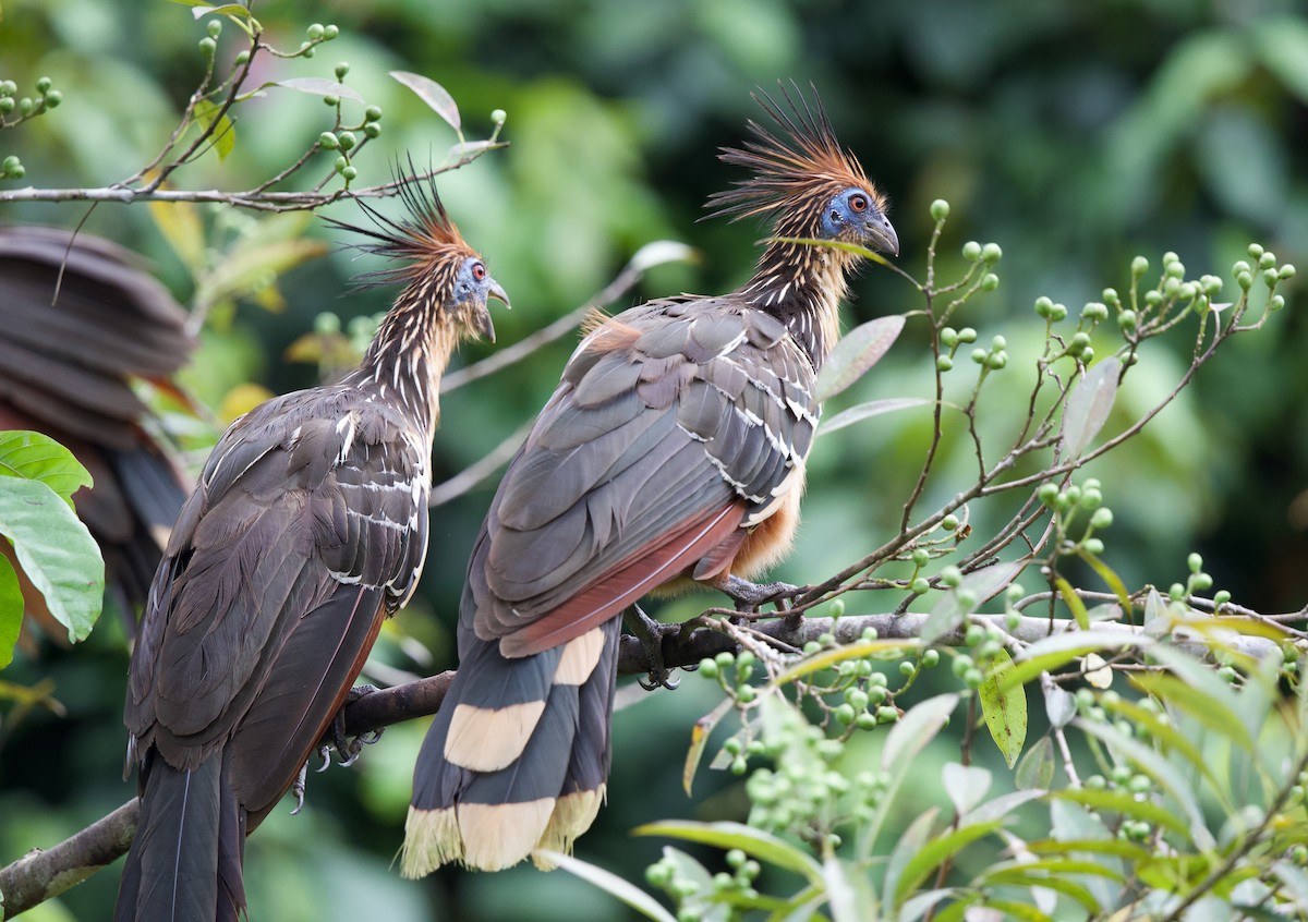 Hoatzin - ML620605365