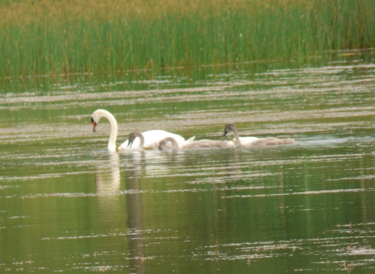 Mute Swan - ML620605366