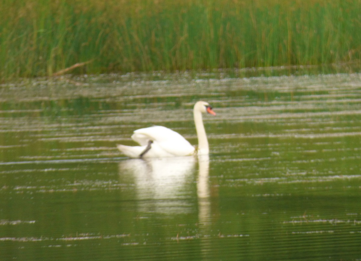 Mute Swan - ML620605367