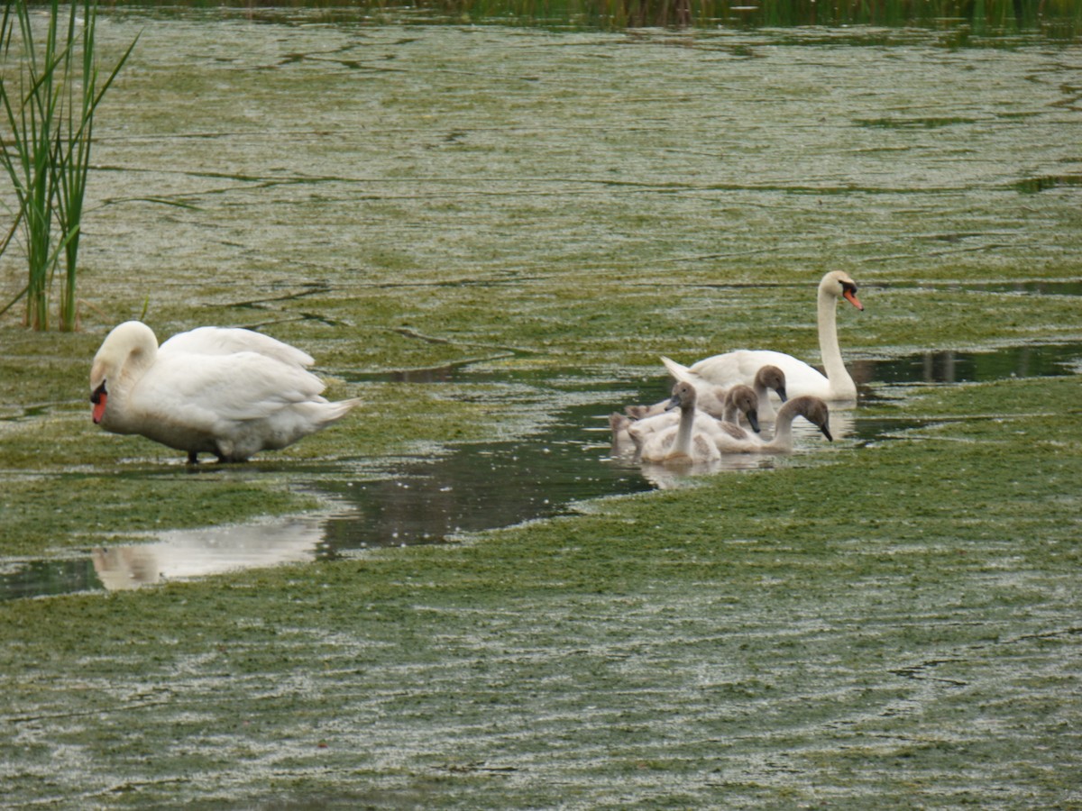 Cygne tuberculé - ML620605369