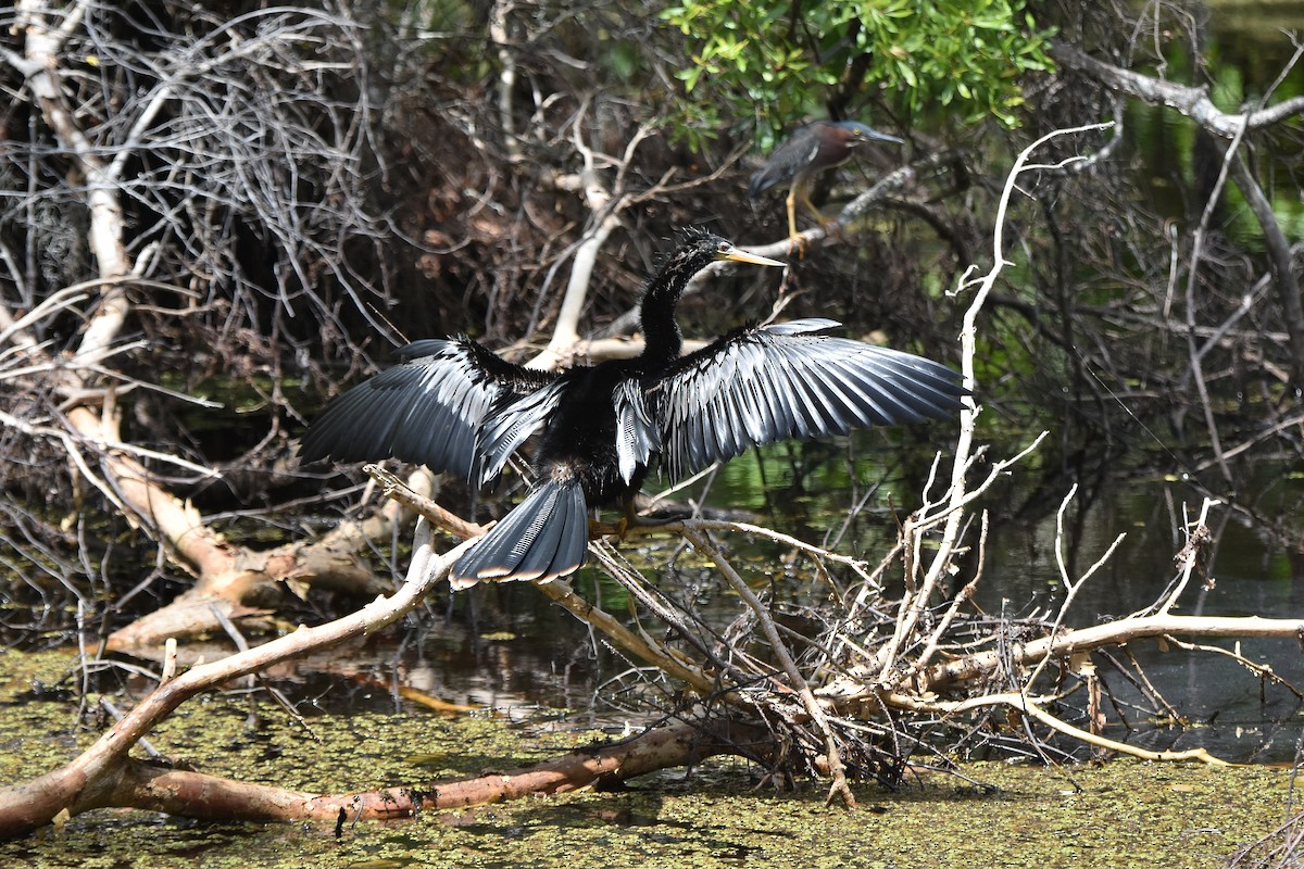 Amerika-Schlangenhalsvogel - ML620605371