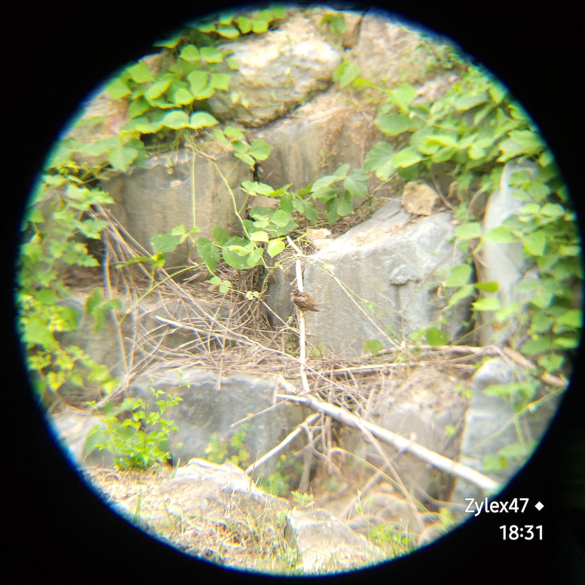 Pale Thrush - Dusky Thrush