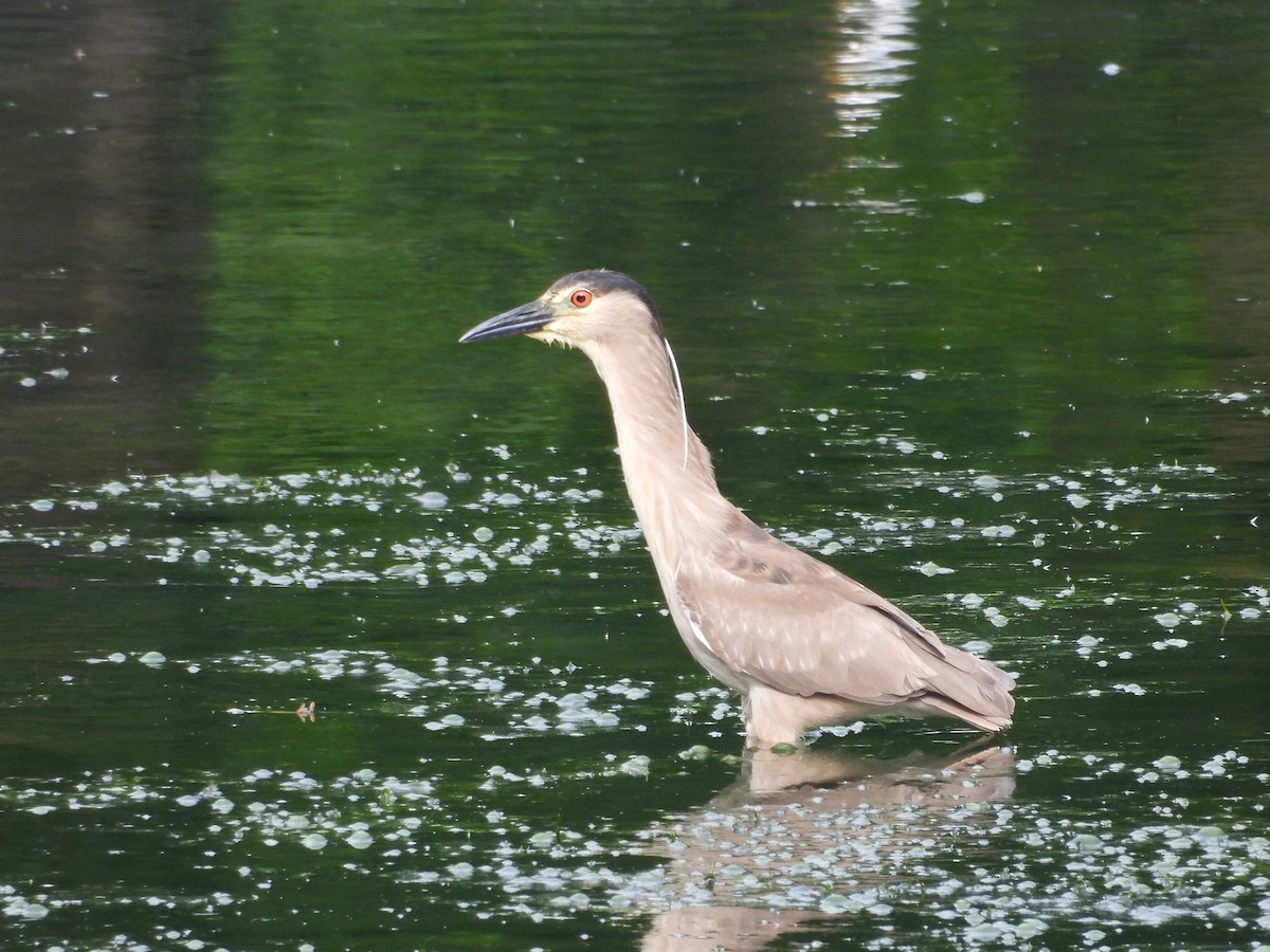 Black-crowned Night Heron - ML620605373