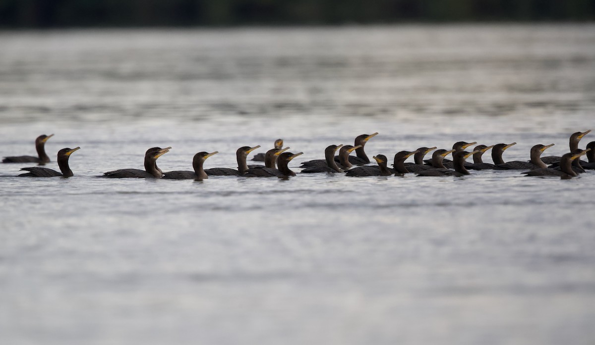 Neotropic Cormorant - ML620605376