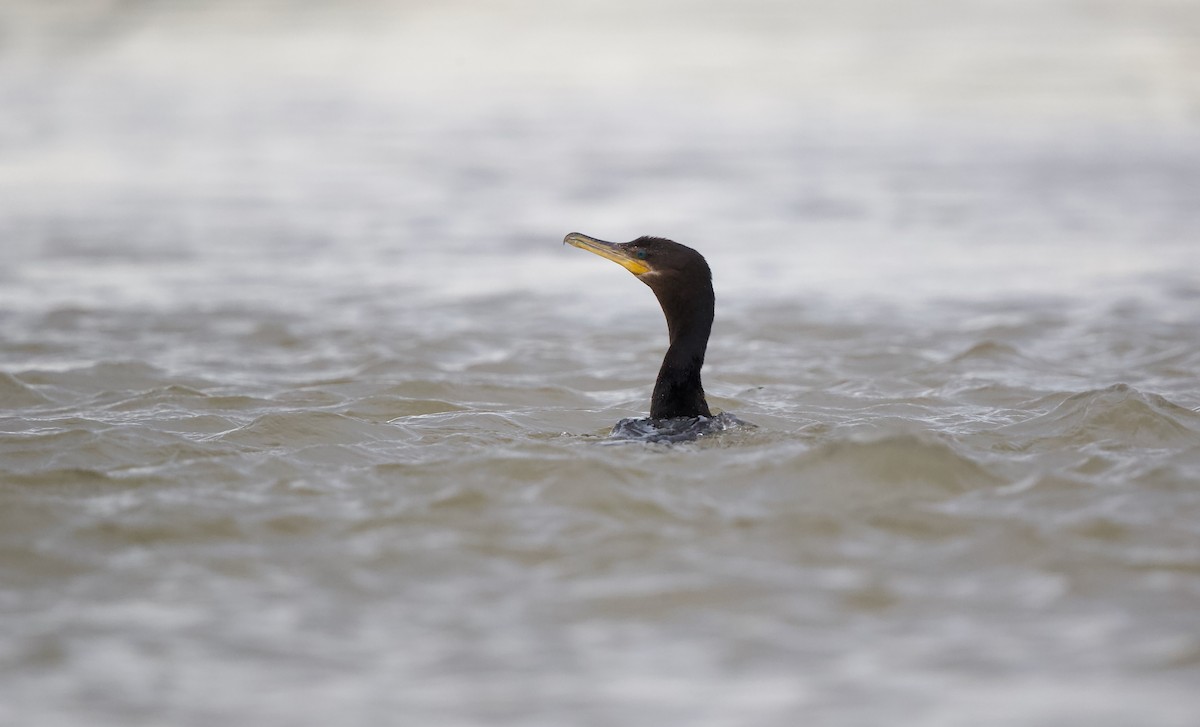 Neotropic Cormorant - ML620605377