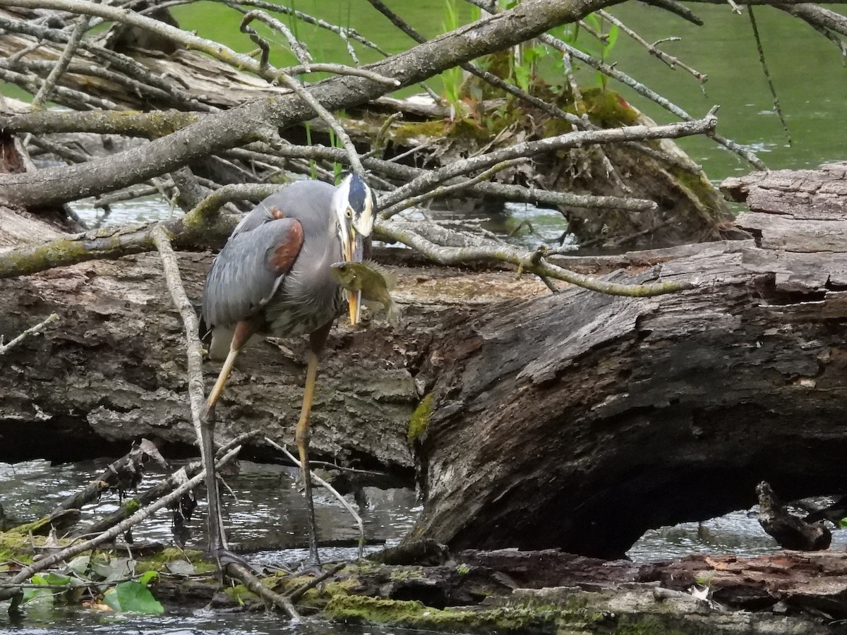 Great Blue Heron - ML620605379